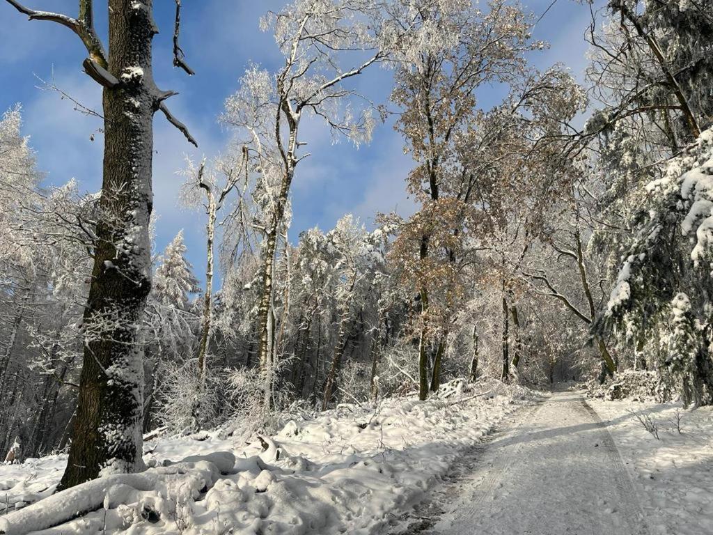 Haus Astenblick In Winterberg Fuer Bis Zu 35 Personen Fuer Wanderveranstaltungen Und Familienfeiern Dış mekan fotoğraf